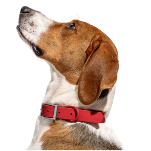 Wild One Dog Collar, The Original Easy-Clean Size XL Strawberry - Image 4