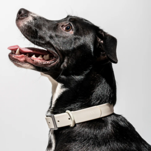 Alternative view of Wild One Dog Collar, The Original Easy-Clean Size XS Grey