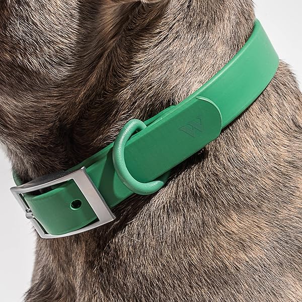 Wild One Collar - Small - Spruce - Image 3