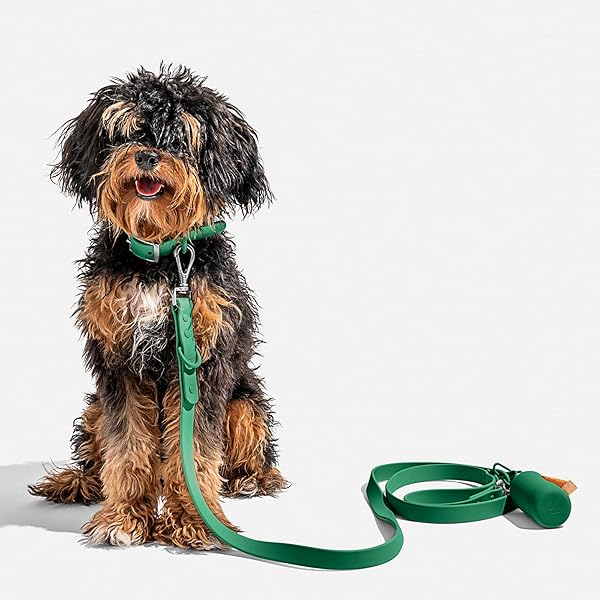 Wild One Collar - Small - Spruce - Image 5