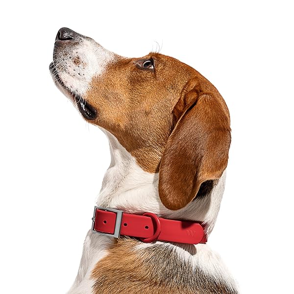 Wild One Collar - Small - Strawberry - Image 3