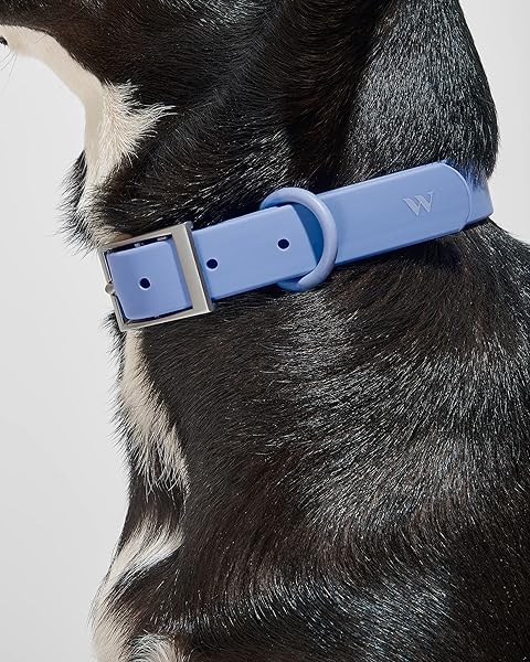 Wild One Collar - X Small - Moonstone - Image 4