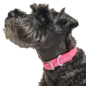 Wild One, Limited Edition, Designer Collection, Pink Dog Collar, Easy-Clean, All Weather Flex-Poly Strap with Metal, Durable, Dirt and Odor Resistant, Medium