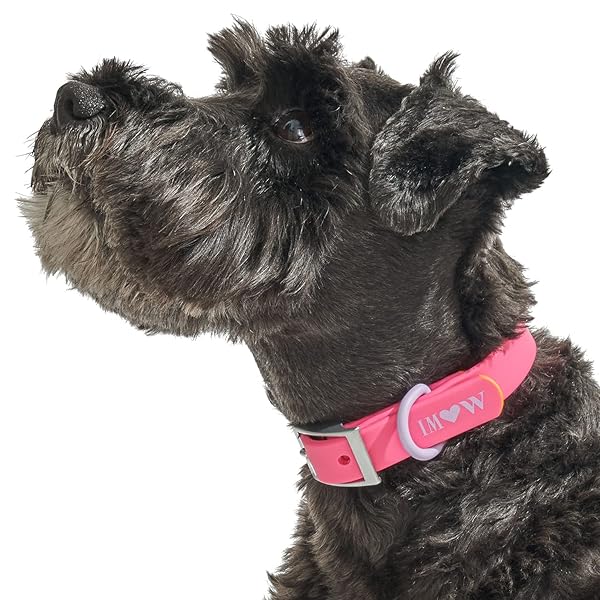 Wild One, Limited Edition, Designer Collection, Pink Dog Collar, Easy-Clean, All Weather Flex-Poly Strap with Metal, Durable, Dirt and Odor Resistant, Medium