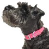 Wild One, Limited Edition, Designer Collection, Pink Dog Collar, Easy-Clean, All Weather Flex-Poly Strap with Metal, Durable, Dirt and Odor Resistant, Large